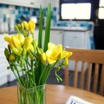 Daffodils at The Long Linhay, Mortehoe, North Devon