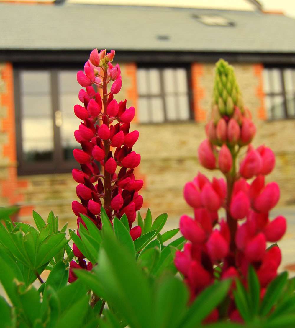 Flowers at the Long Linhay, Mortehoe